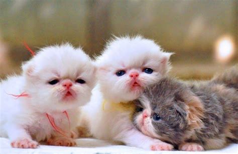 Foto anak kecil lucu aesthetic terpisah. Kucing Lucu Lucu