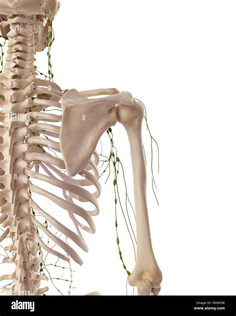 Medically Accurate Illustration Of The Axillary Lymph Nodes Stock Photo