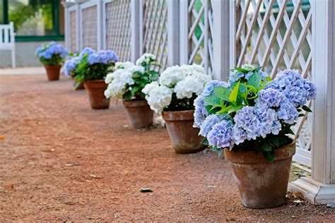 27 Ways To Grow Hydrangeas In Containers