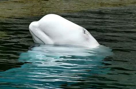 Beluga Whale Description Habitat Image Diet And Interesting Facts