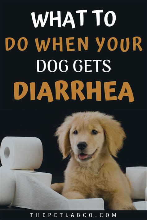 5 Simple Home Remedies To Ease Doggy Diarrhea In 2020 Dog Care Dog