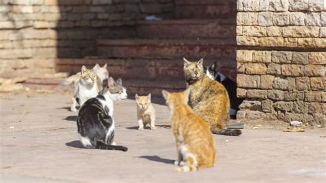 Australia Plans To Kill 2 Million Feral Cats By Dropping Off Poisoned