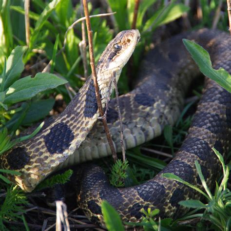 Eastern Hog Nosed Snake Heterodon Platirhinos 19 April 201 Flickr