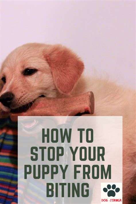 Why Do Puppies Bite So Much Nolyutesa