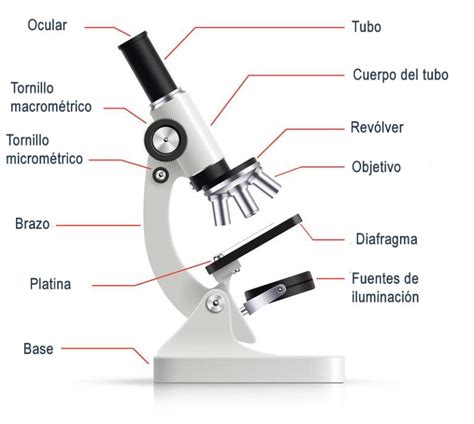 Las Partes Del Microscopio Ptico Y Sus Funciones