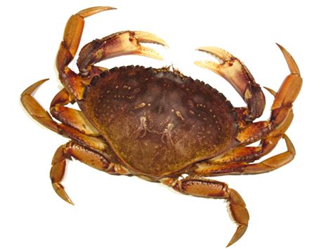 Image Png De Crabe Png All