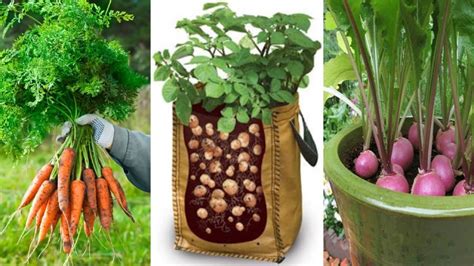 4 Of The Easiest Root Vegetables To Grow In Containers Even If You Live