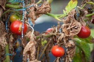 Ways To Fix Yellow Tomato Leaves And What Causes Them