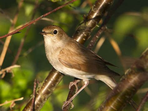 The Nightingale Song Migration And Habitat Saga
