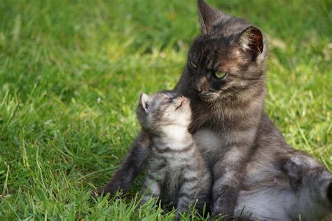 This cat years infographic will help you calculate your felines real age and we're sure you will be in for a surprise. Cat Age Chart: Cat Years to Human Years | How Old Is My ...