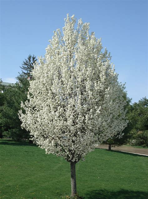 Cleveland Pear Tree Beautiful Tree With A Profusion Of Snaow White