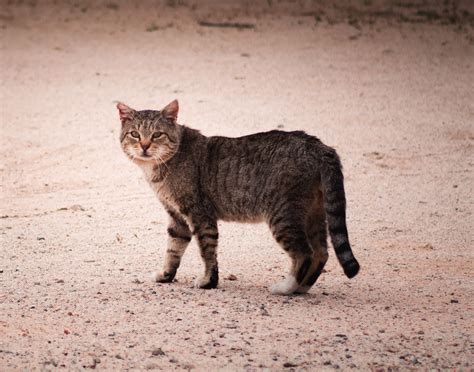 Introducing Feral Cat To House Cat