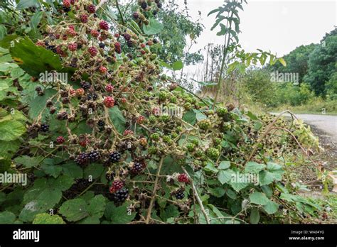 Blackberries On Bramble Bushes Ripening In The Wild Stock Photo Alamy