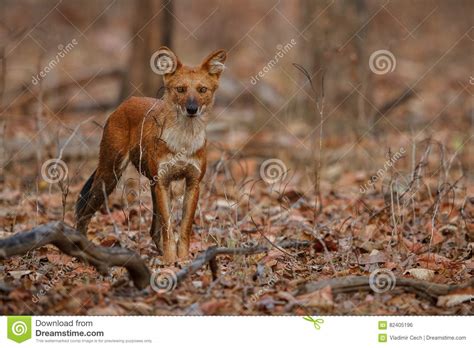 Indian Wild Dog In The Nature Habitat In India Stock Photo Image Of