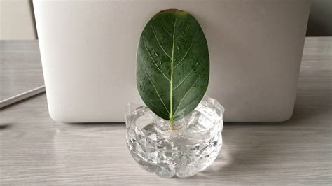 Pick a healthy stem with healthy leaves. Grow Rubber Trees from a Single Leaf (week 3.5) - YouTube