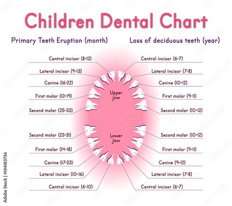 Children Teeth Anatomy Shows Eruption And Shedding Time Dental Titles