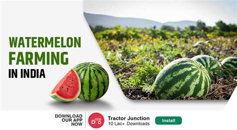 watermelon farming business ideas and cultivation process