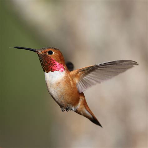 The Rufous Hummingbird Perpetua Resources