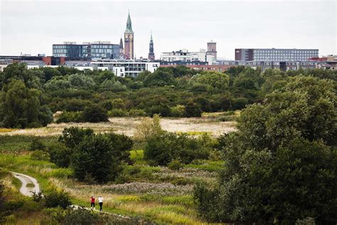 Natur I Byen Amager Fælled