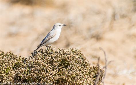 Chat Tractrac (Emarginata tractrac) pale race - endemic - Namibia ...