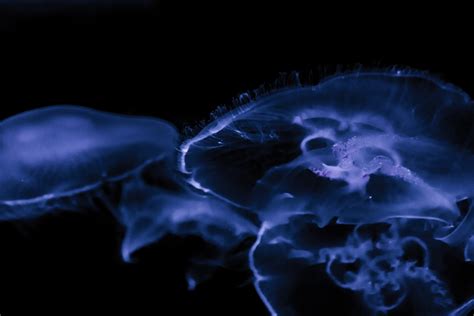Free Images Darkness Jellyfish Bioluminescence Invertebrate