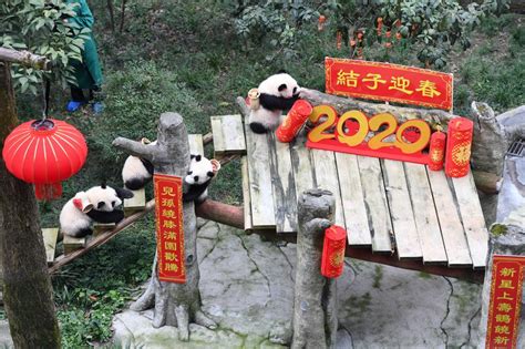 Worlds Oldest Captive Giant Panda Celebrates Spring Festival Xinhua