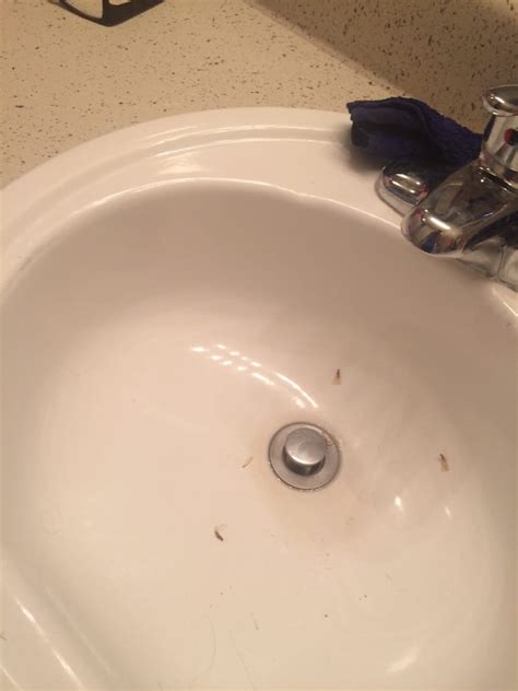 Termites Bathtub Drain Hergert Inspection Llc Home Inspections