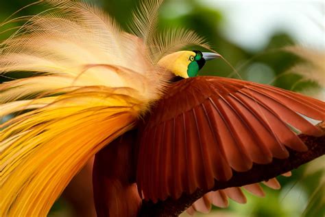 30++ Gambar Kartun Burung Cendrawasih - Kumpulan Gambar Kartun