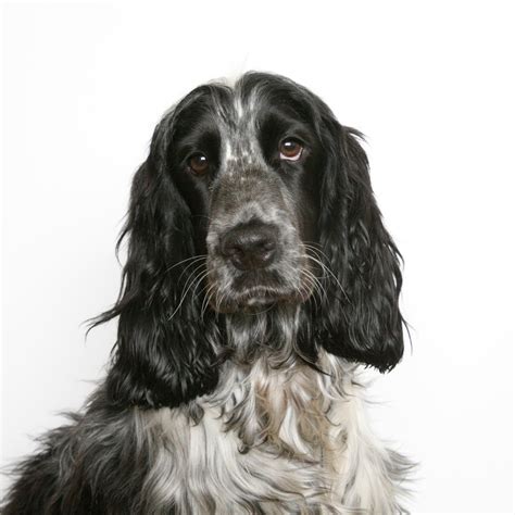 Both dogs were originally bred as hunting dogs. Cocker Spaniel - Spirit Animal Totems and Messages