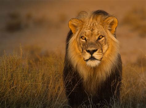 The Worlds 7 Big Cats And Where To See Them In The Wild Ali Mohammed