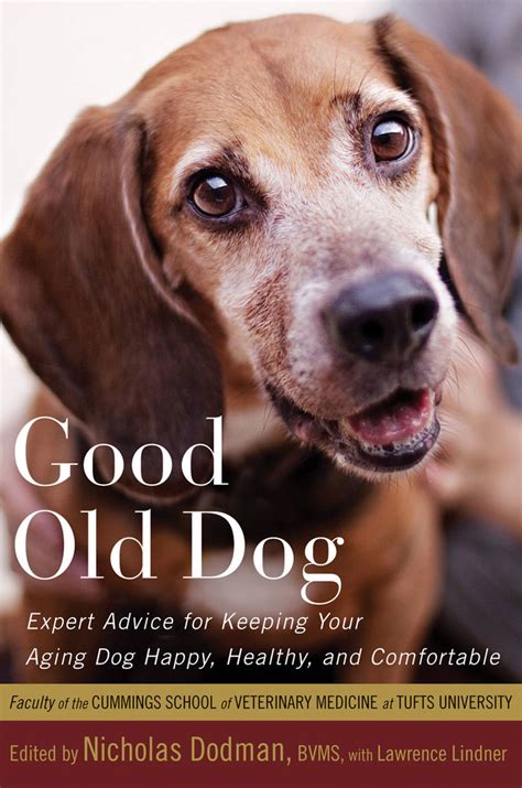Helping Your Good Old Dog Navigate Aging Old Dogs Elderly Dog Care