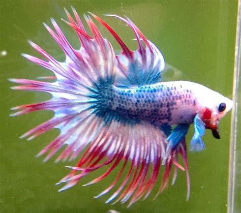 Betta Fish Characteristics Types Care And More