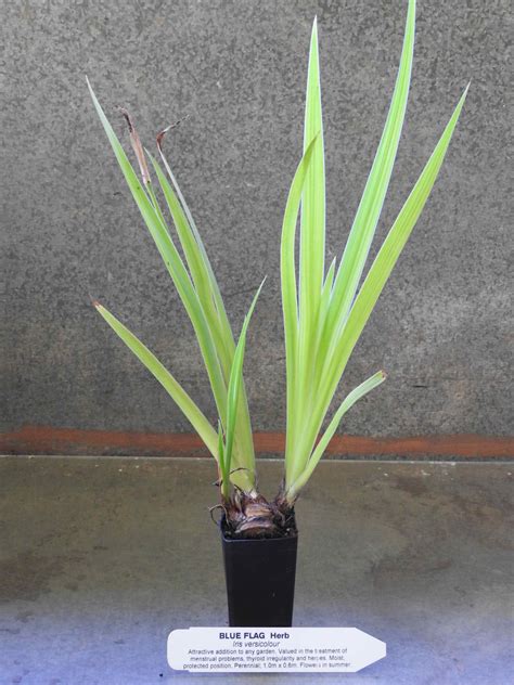 Blue Flag Plant Iris Versicolour All Rare Herbs