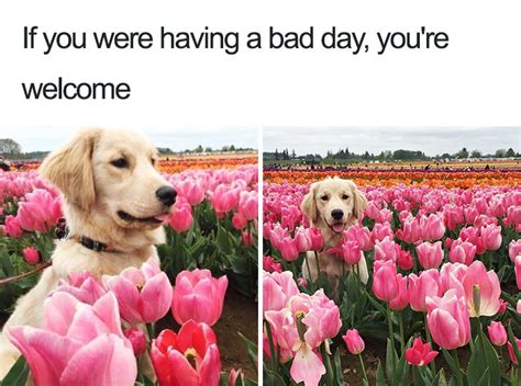 60 Of The Happiest Dog Memes Ever Bored Panda