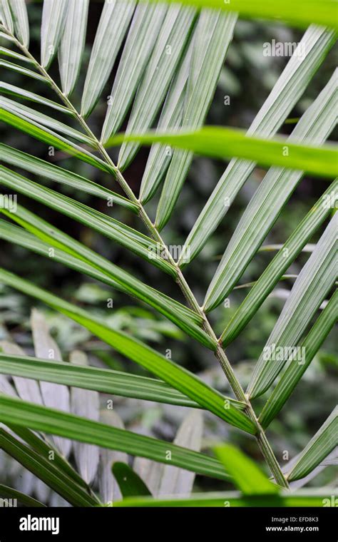 African Oil Palm Leaves Elaeis Guineensis Stock Photo Alamy