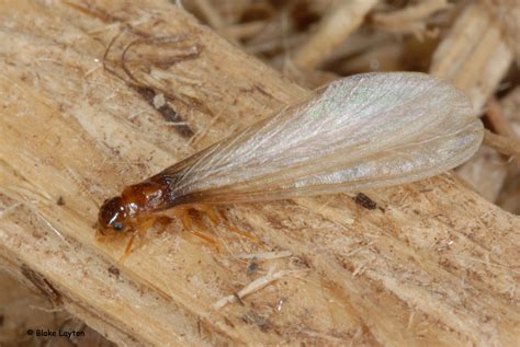 Are Termites Born With Wings Get More Anythinks