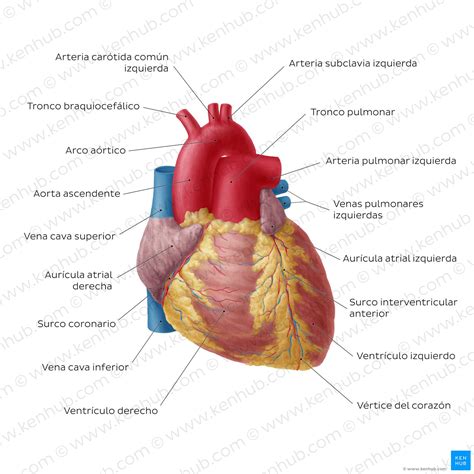 Arterias Pulmonares Anatomia Cardiaca Anatom A M Dica Anatom A The Best Porn Website