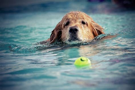 Pet Pool Safety Protect A Child