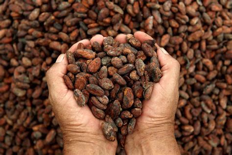 Buscan Revalidar La Importancia Del Cacao En M Xico