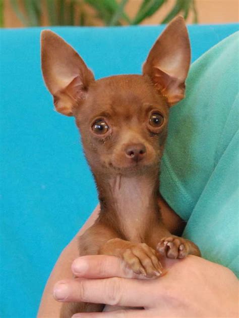 63 Adopt Chihuahua Puppies Image Bleumoonproductions