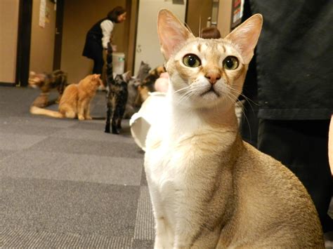 Cat Cafe In Tokyo Album On Imgur