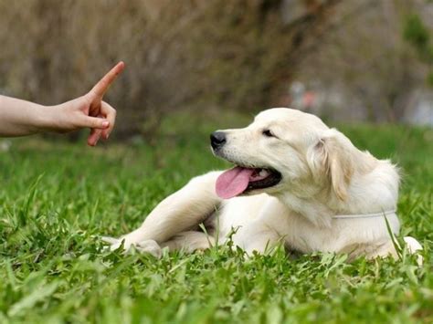 We did not find results for: How Long Does It Take For A Puppy To Learn No? - Canine HQ