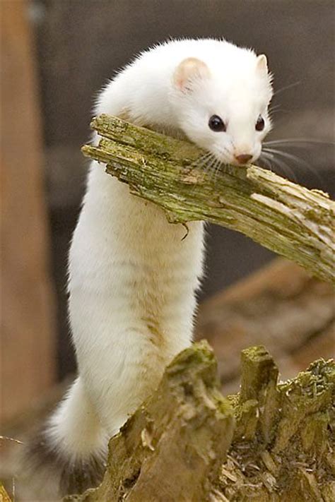 154 best images about Ermine on Pinterest | Arctic animals, Snow and