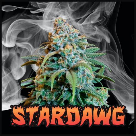 Stardawg Feminised Cannabis Seeds By Discreet Seeds Buy Stardawg