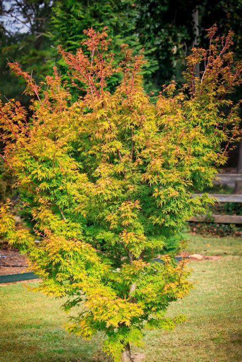 Dwarf Coral Bark Japanese Maples For Sale Online The Tree Center