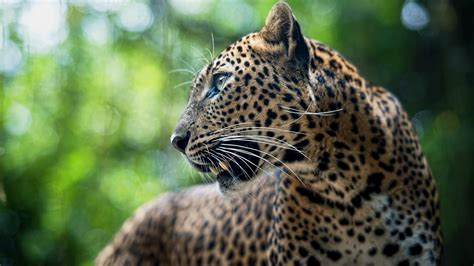 Free Download Pic Of Leopard Hd Wallpapers