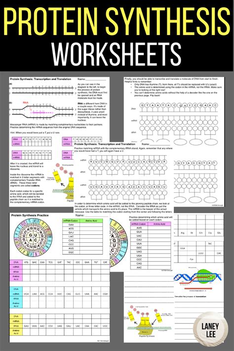 Protein synthesis transcription and translation worksheet answers. Protein Synthesis Translation Worksheet Answer Key ...