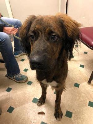 Make a difference for a homeless pet and bring love home. Ottumwa, IA - Irish Setter. Meet Shaq a Pet for Adoption ...