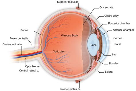 Basic Eye Anatomy South Bay Ophthalmology