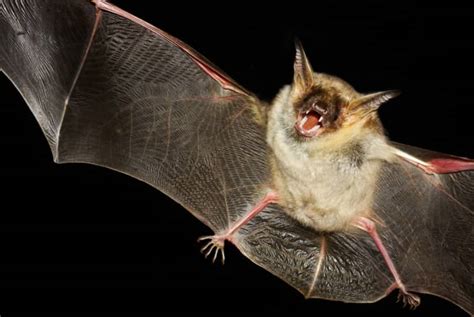 What Do Bat Bites Look Like All South Pest Control
